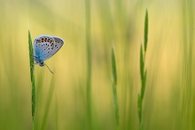 graziler Wiesenbewohner