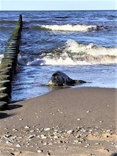 Kegelrobbe am Strand