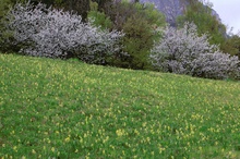 Frühling ist's