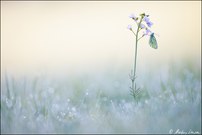 Grünader-Weißling im Morgentau