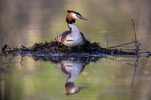 Haubi auf Nest