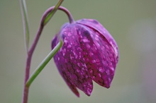 Schachblumen-Blüte