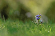 Kleine Schönheit