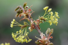 Frühling kommt