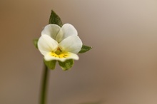 Wildes Stiefmütterchen