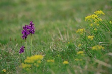 Violett zu Gelb