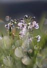 Wiesenschaumkraut