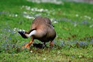 Gans beim Tanz in den Mai