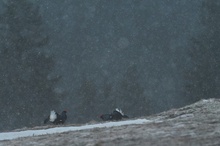 Ein Tänzchen im Schneefall
