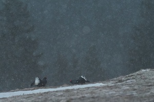 Ein Tänzchen im Schneefall