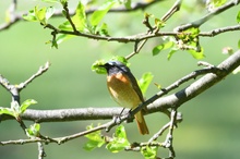 Gartenrotschwanz auf der Durchreise