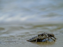 Nordsee Keiljungfer