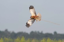 Rohrweihen beim Nestbau