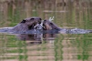 Besuch bei den Bibern