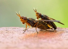 Die Skurrilen (Dorycera graminum)...