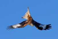 Flugakrobaten