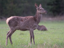 Hirschkalb