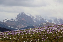 Bergfrühling