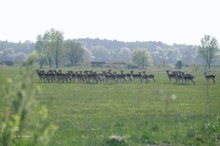Ein Rudel Hirsche