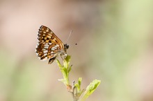 Schlüsselblumen Würfelfalter