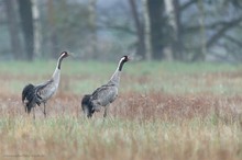 Rufer auf der Wiese