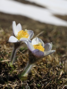 Bergfrühling