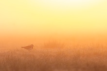 Sonnenaufgang im Moor