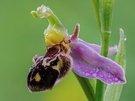 Blüte der Bienenragwurz (orphys apifera )