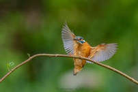 Anflug der Dame