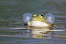 Froschkonzert