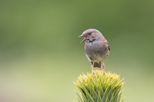 Der Gesang der Heckenbraunelle