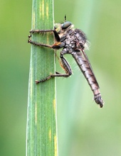 Männchen der Schlichten Raubfliege