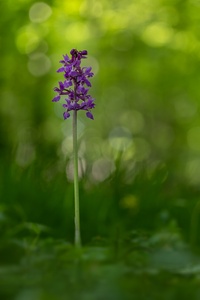 Orchis mascula