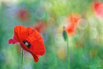 Mohn in Ehren ...