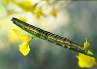 Raupe der Grossen Ginstereule (Apopestes spectrum)