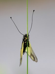 Libellen-Schmetterlingshaft II
