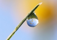Butterblumen im Tropfen