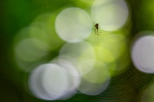 Spinne im Wald