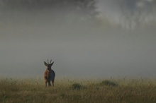 am Morgen im Moor