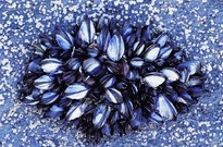 Muschelnest