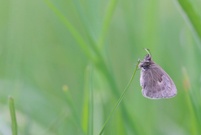 Tief in der Wiese