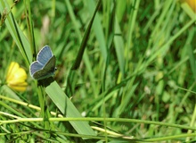 Der Heuhechel Bläuling