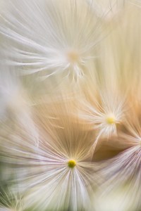 Pusteblume mal anders dargestellt