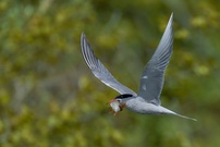 Flußseeschwalbe mit Rotfeder