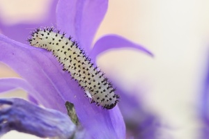 Blumenbesuch mit Begleitung