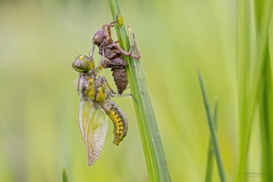 Neugeboren