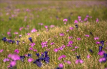 Frühling in den Bergen