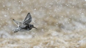 Meerstrandläufer im Schneetreiben