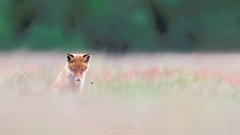 DIE HUMMEL ein seltsames Wesen ;)