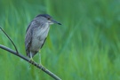 Nachtreiher – Nycticorax nycticorax